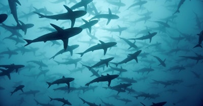Cinquante nuances de requins (Alexis Barbier-Bouvet & Didier Noirot)